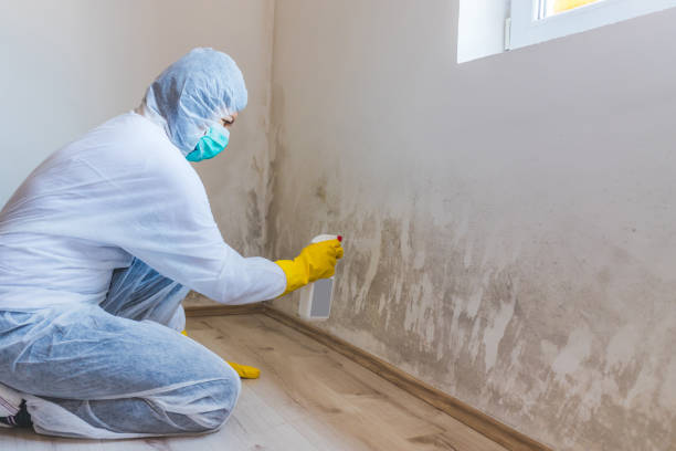 Licensed Attic Mold Remediation service in Woodsboro, MD - Car Mold Remediation