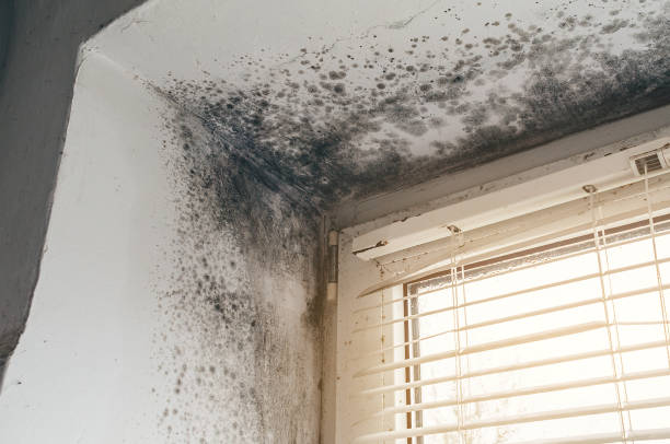 Affordable Attic Mold Remediation solutions in Woodsboro, MD