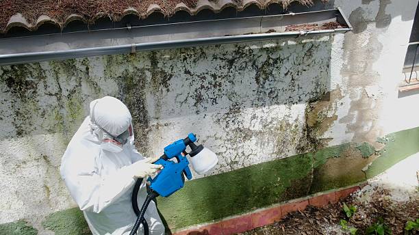 Top rated local Attic Mold Remediation specialists in Woodsboro, MD